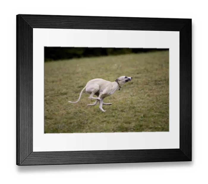 Framed Print : Running greyhound, whippet