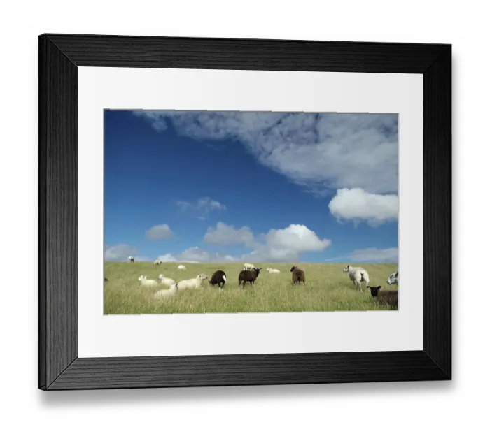 Framed Print : Sheeps on the north sea island nortstrand
