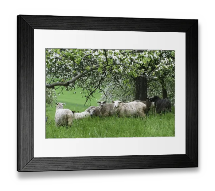 Framed Print : Sheps on a meadow with flowering fruit trees Framed Print : Sheps on a meadow with flowering fruit trees