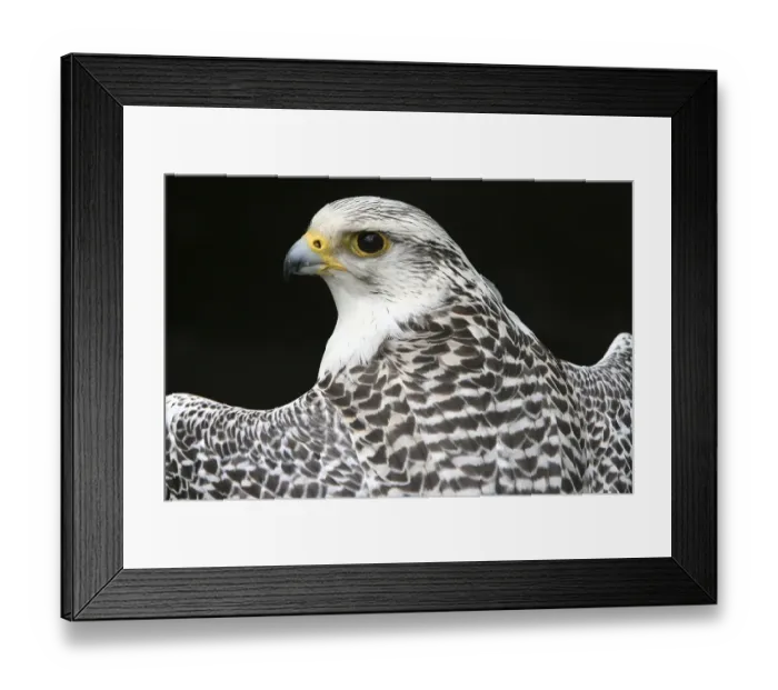 Framed Print : Gyrfalcon or Gyr Falcon (Falco rusticolus) looking back over its shoulder