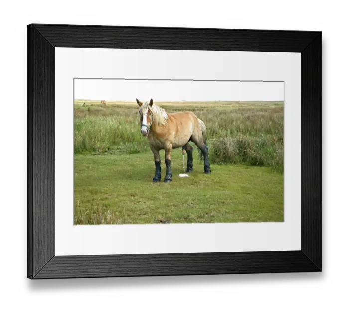 Framed Print : Stallion with legs blackend by moor
