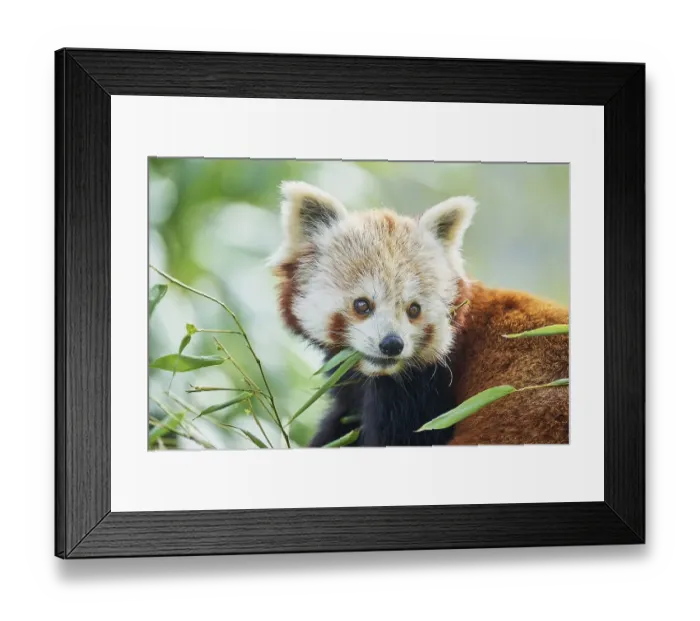 Framed Print : Red panda (Ailurus fulgens), captive Framed Print : Red panda (Ailurus fulgens), captive