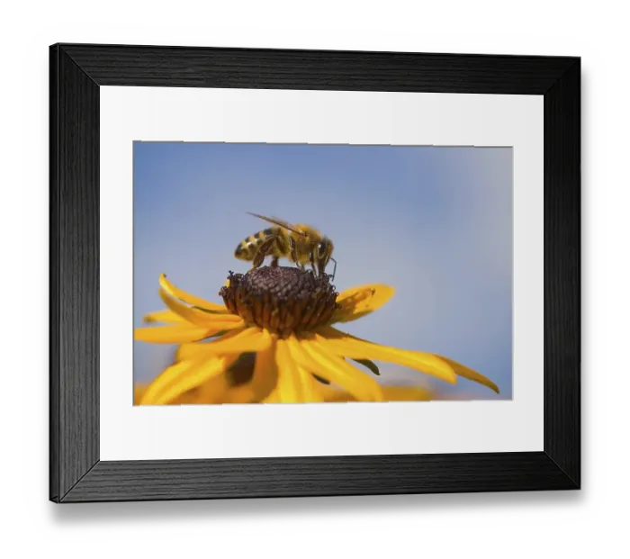 Framed Print : Honey bee (Apis mellifera) foraging Framed Print : Honey bee (Apis mellifera) foraging