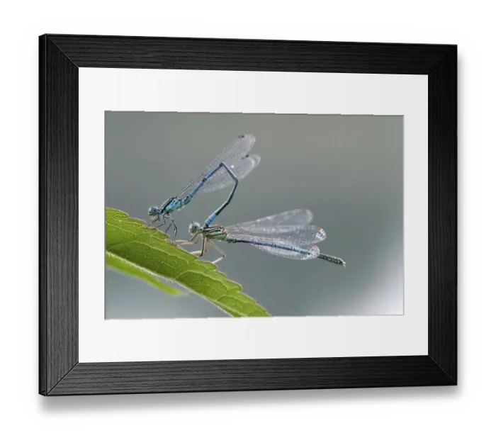 Framed Print : Azure Damselfly (Coenagrion puella), mating Framed Print : Azure Damselfly (Coenagrion puella), mating