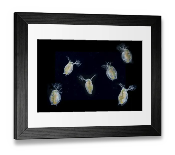 Framed Print : Daphnia magna (Daphnia Magna) with eggs and larvae