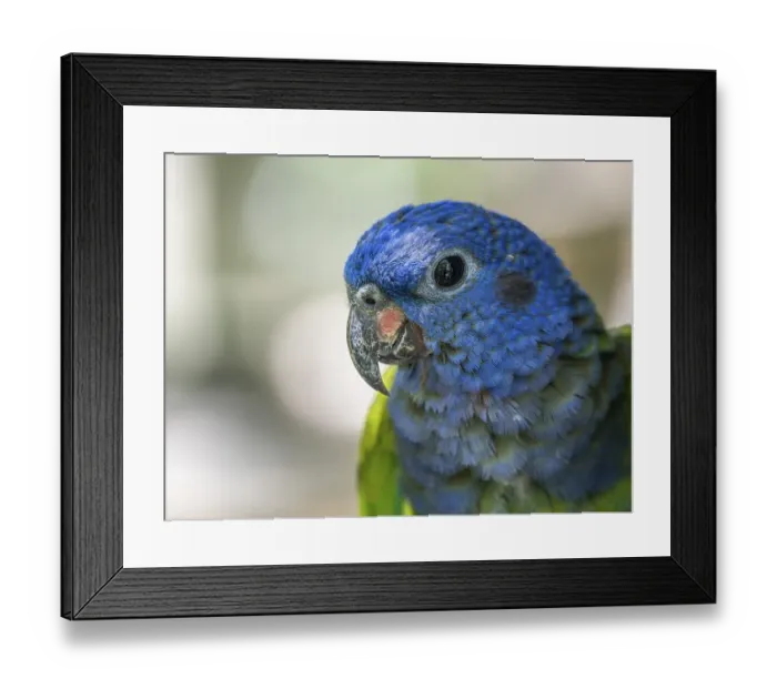 Framed Print : Blue headed pionus (Pionus menstruus)