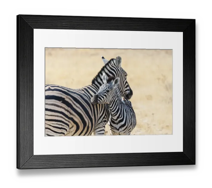 Framed Print : Plains Zebra (Equus quagga) with young