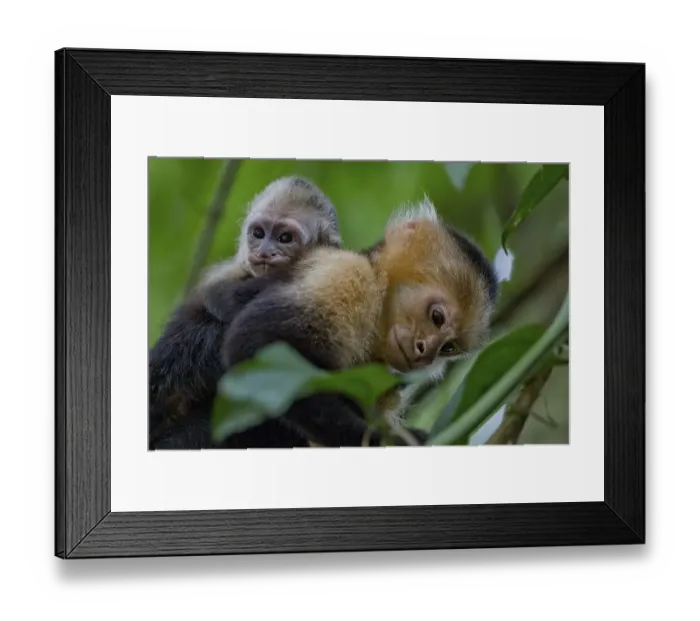 Framed Print : White-headed capuchin (Cebus capucinus) with infant