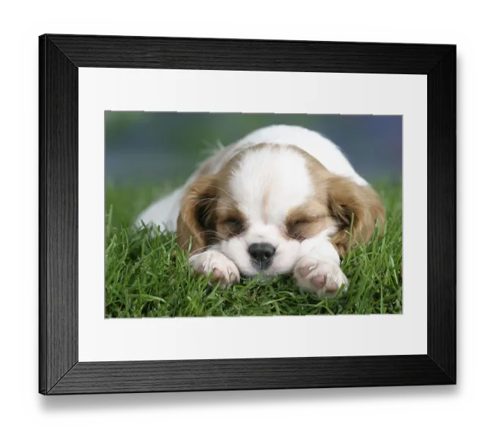 Framed Print : Cavalier King Charles Spaniel puppy