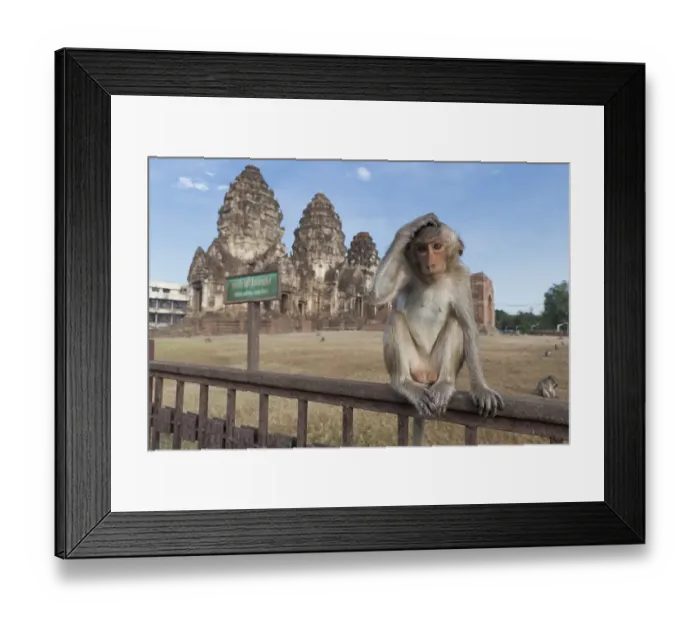 Framed Print : Macaque monkey (Macaca) at Phra Prang Sam Yot
