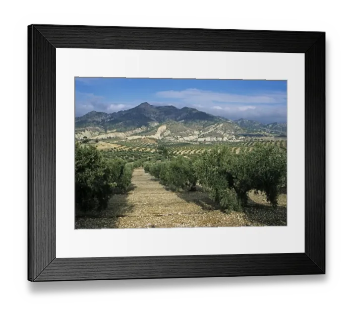 Framed Print : Growing olives in monoculture in Jaen province Framed Print : Growing olives in monoculture in Jaen province