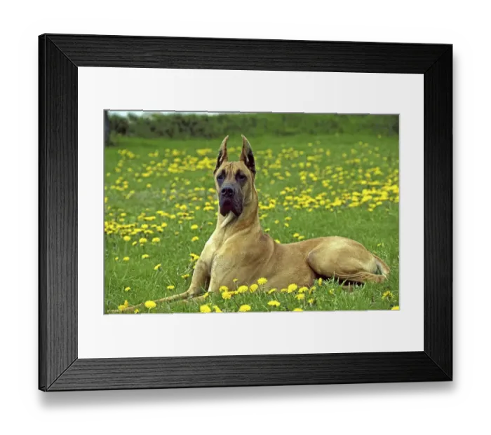 Framed Print : Great Dane or German Mastiff laying in Dandelion's Flowers (Old Standard Breed with Cut Ears) Framed Print : Great Dane or German Mastiff laying in Dandelion's Flowers (Old Standard Breed with Cut Ears)