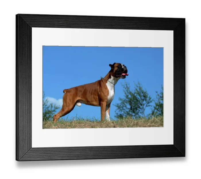 Framed Print : German Boxer, yellow, German Boxer Framed Print : German Boxer, yellow, German Boxer