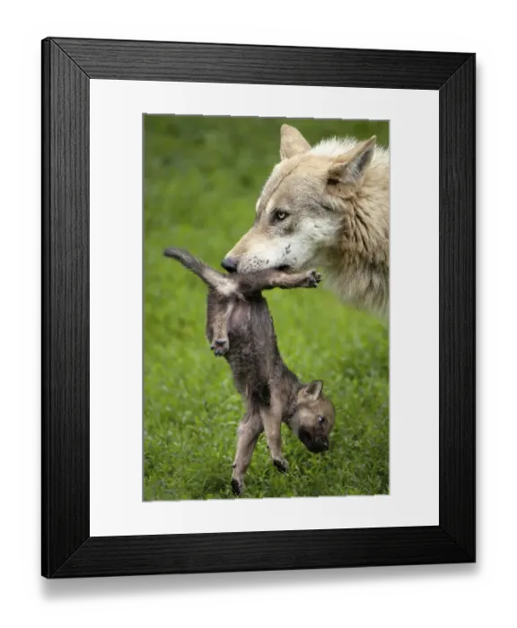 Framed Print : Grey wolf, Canis lupus, with pup