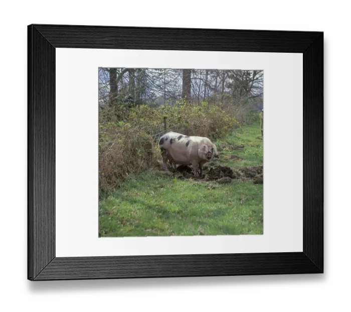 Framed Print : Domestic Pig, Gloucester Old Spot Framed Print : Domestic Pig, Gloucester Old Spot