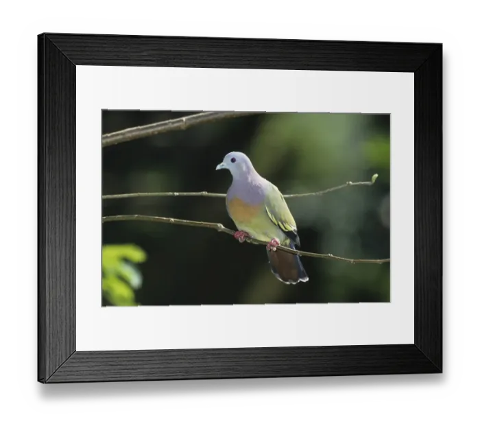 Framed Print : Pink Necked Green Pigeon (Treron vernans)