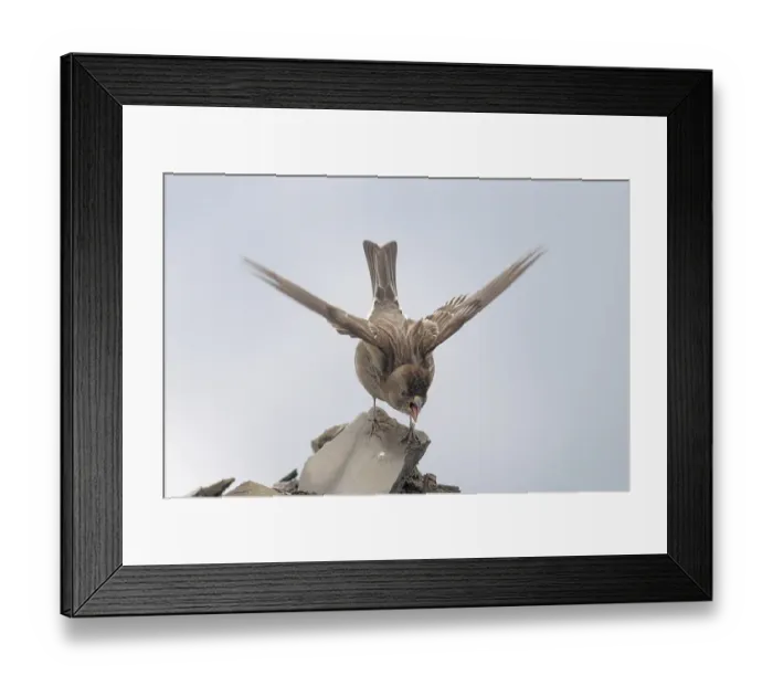 Framed Print : Plain Mountain-finch (Leucosticte nemoricola)
