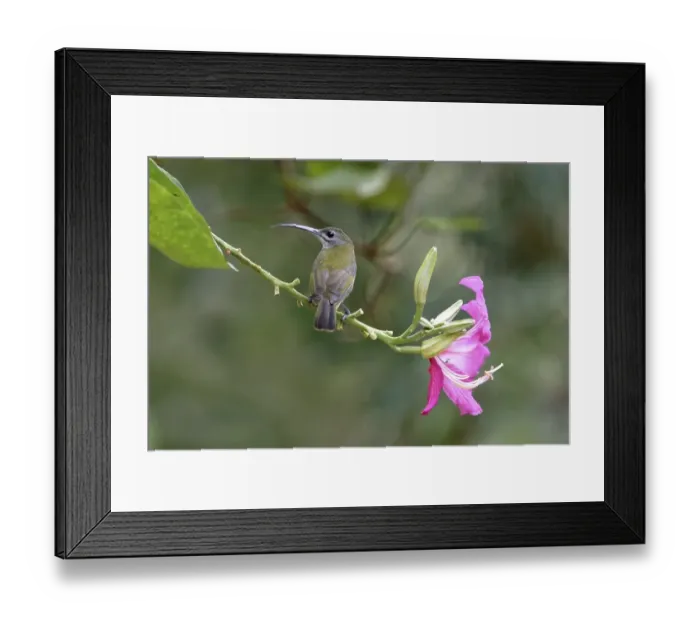 Framed Print : Little Spiderhunter (Arachnothera longirostra)