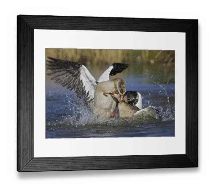 Framed Print : Egyptian Geese (Alopochen aegyptiacus)