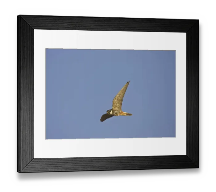 Framed Print : Hobby (Falco subbuteo), adult, in flight