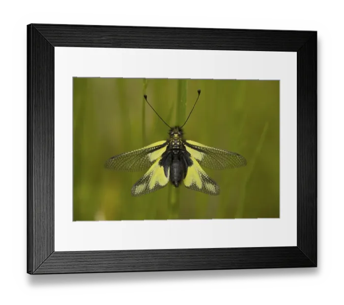 Framed Print : Ascalaphid (Libelloides coccajus)