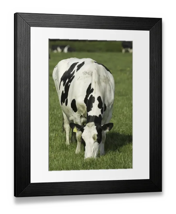 Framed Print : Domestic cattle, Holstein Friesian cow