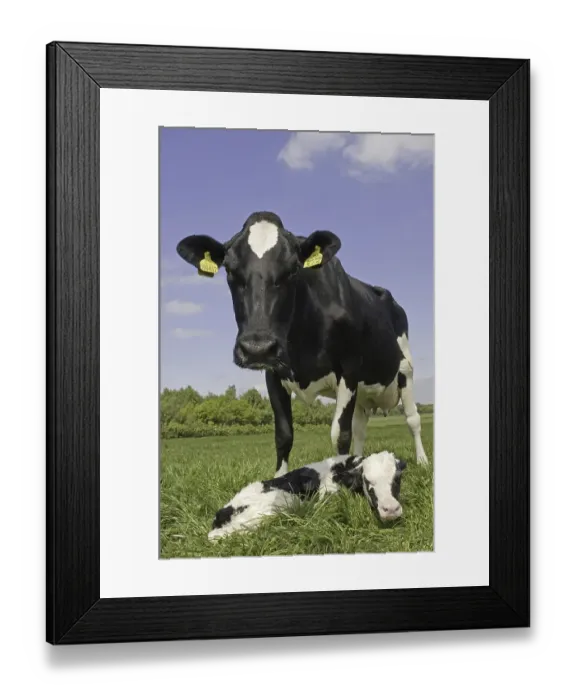 Framed Print : Domestic cattle, Holstein Friesian