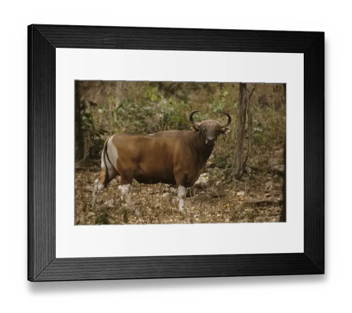 Framed Print : Banteng (Bos javanicus), male, captive Framed Print : Banteng (Bos javanicus), male, captive