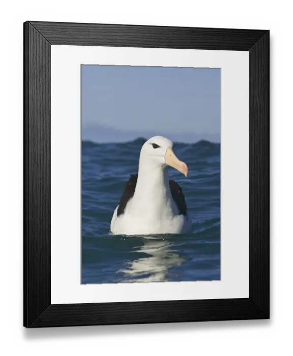 Framed Print : Subantarctic Black-browed Albatross (Thalassarche melanophrys) Framed Print : Subantarctic Black-browed Albatross (Thalassarche melanophrys)