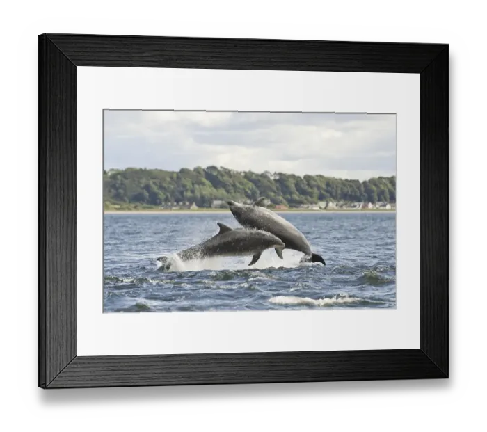 Framed Print : Bottlenose Dolphin (Tursiops truncatus)
