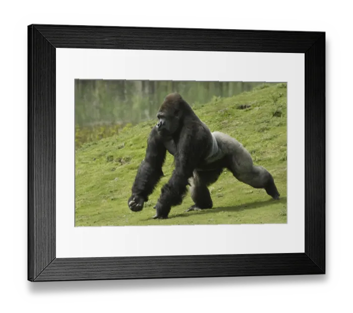 Framed Print : Western Lowland Gorilla (Gorilla gorilla gorilla) Framed Print : Western Lowland Gorilla (Gorilla gorilla gorilla)