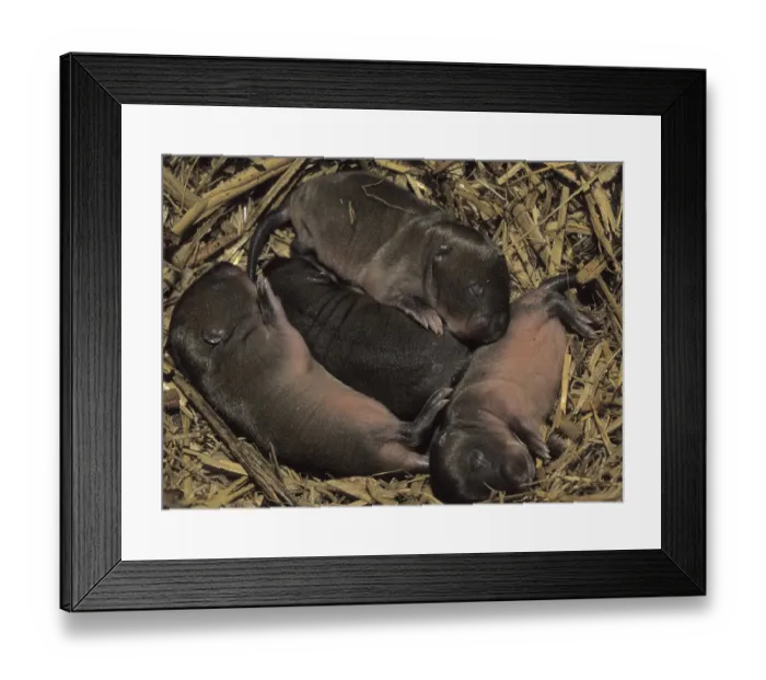 Framed Print : Water Vole (Arvicola terrestris) litter of captive breed young in nest Framed Print : Water Vole (Arvicola terrestris) litter of captive breed young in nest