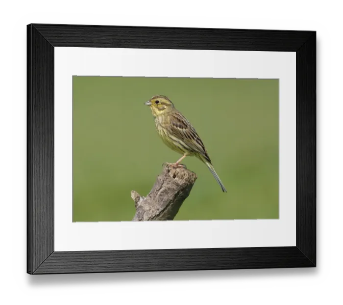 Framed Print : Yellowhammer (Emberiza citrinella)