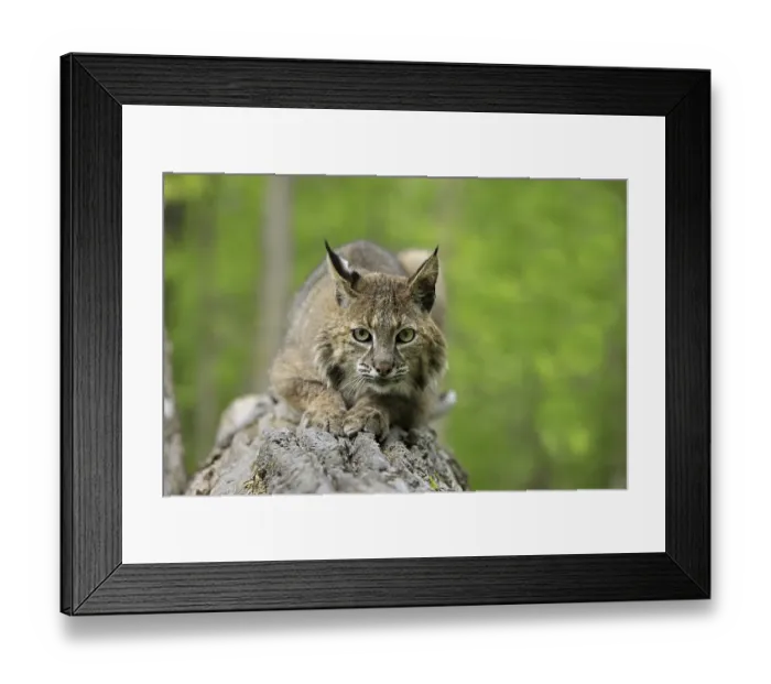 Framed Print : Bobcat (Lynx rufus), adult, resting on log in woodland
