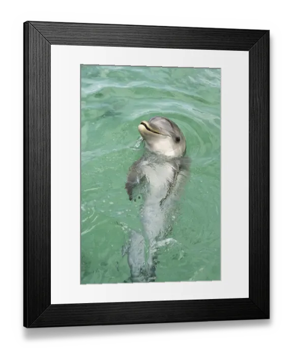 Framed Print : Bottle-nosed Dolphin (Tursiops truncatus)