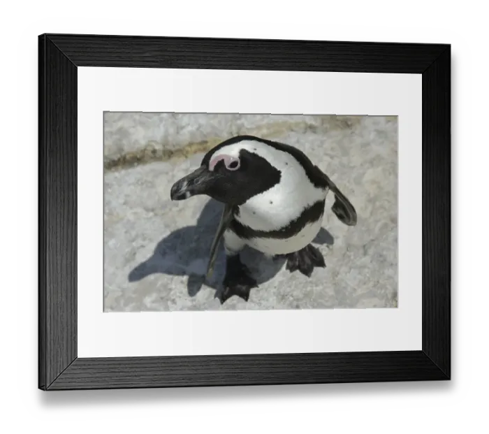 Framed Print : Jackass Penguin (Spheniscus demersus) Framed Print : Jackass Penguin (Spheniscus demersus)