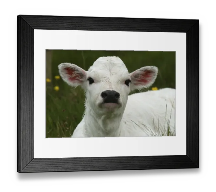 Framed Print : White Park Cattle, portrait of calf