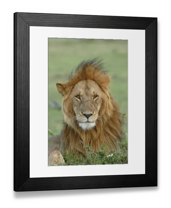 Framed Print : Lion (Panthera leo), adult male