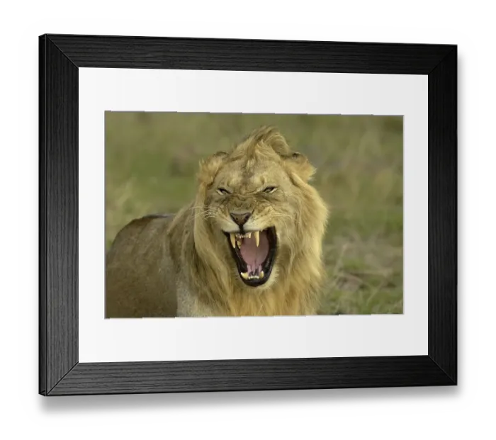 Framed Print : Lion (Panthera leo), adult male