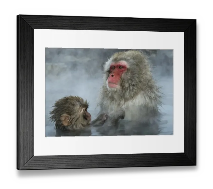 Framed Print : Japanese Macaque (Macaca fuscata) Framed Print : Japanese Macaque (Macaca fuscata)