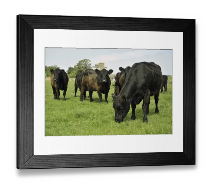 Framed Print : Domestic Cattle (Bos primigenius taurus) Framed Print : Domestic Cattle (Bos primigenius taurus)