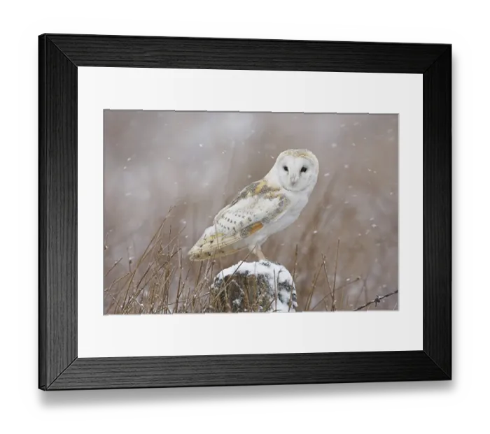 Framed Print : Barn Owl (Tyto alba), adult on lookout
