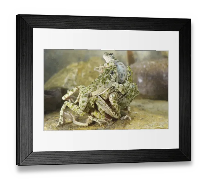 Framed Print : Common Parsley Frog (Pelodytes punctatus)