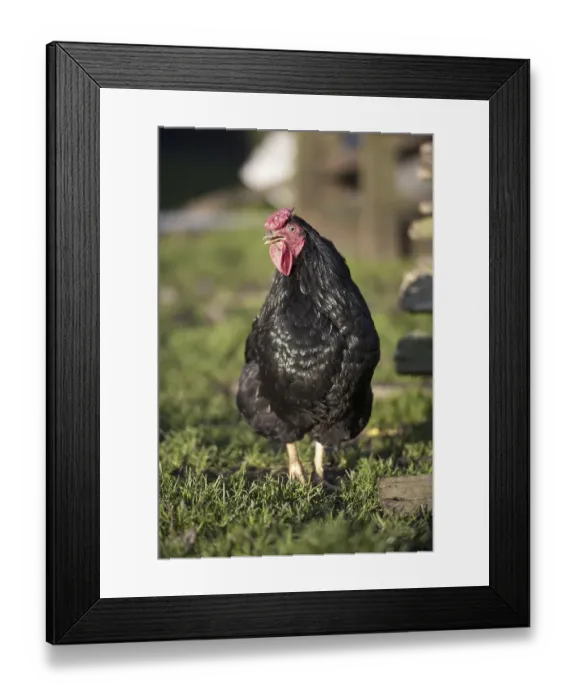 Framed Print : Domestic chicken, Black Wyandotte cockerel