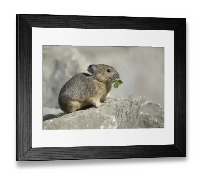 Framed Print : American Pika (Ochotona princeps)