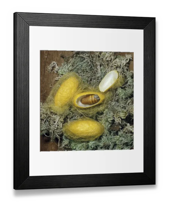 Framed Print : Common Silk Moth (Bombyx mori)