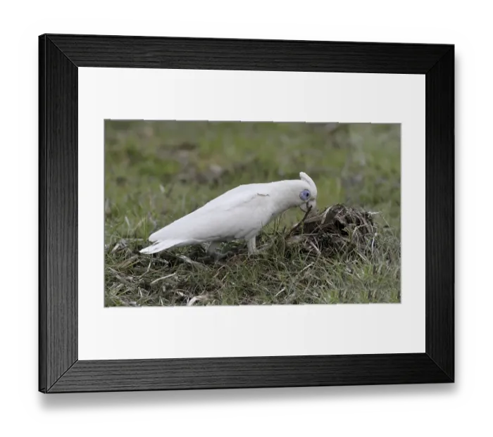 Framed Print : Little Corella (Cacatua sanguinea) Framed Print : Little Corella (Cacatua sanguinea)