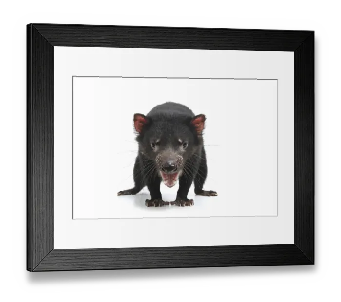 Framed Print : Tasmanian Devil (Sarcophilus harrisii)