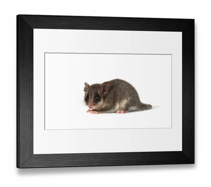 Framed Print : Eastern Pygmy Possum (Cercartetus nanus) Framed Print : Eastern Pygmy Possum (Cercartetus nanus)