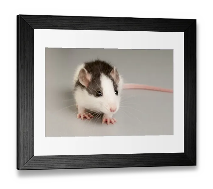 Framed Print : Rat (Rattus)